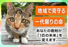 「ニャンとかせないけんばい！」地域で見守る、一代限りの命。人も猫も穏やかに暮らせる街を目指して。　