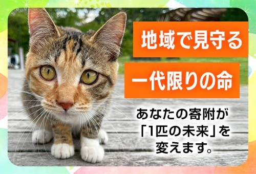 main_img