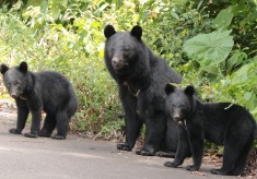 【第6弾】クマと人が共生できる豊かな里山をつくりたい！どんぐりの森づくりと人身事故「ゼロ」を目指します