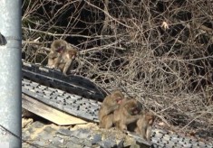 獣がい対策～地域の鳥獣被害対策を応援する人づくり～