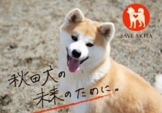 【第４弾】飼育放棄された秋田犬の未来のため、みなさまの“ワン”アクションをお願いします。