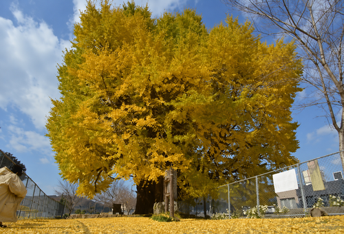 main_img