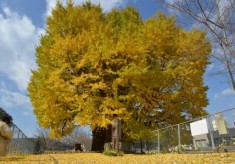 1000年の歴史を次世代へ。佐用のシンボル『大イチョウ』を救いたい