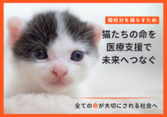【ピースニャンコ】「すべての命が大切にされる社会」を佐賀から。猫たちを幸せな未来につなぐための医療支援