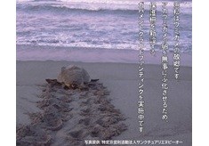 アカウミガメが生息する自然環境を守りたい！
