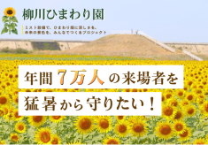 第28回「柳川ひまわり園」ー迎える第30回に向け、7万人の笑顔を猛暑から守る場所にー