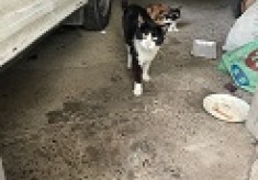 人と猫が幸せに暮らせるまちをめざして【猫によるトラブルを減らし、不幸な猫をゼロにしたい】