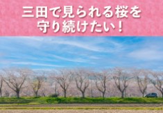 三田で見られる桜を守り続けたい！ー三田さくら物語プロジェクトー
