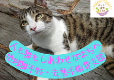 🎶人も猫も幸せなまちとなるように。地域猫活動を支援したい🎶