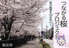 つながる桜プロジェクト