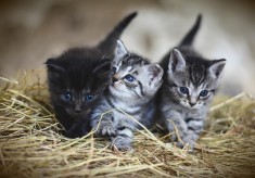 人と動物との豊かな共生社会をめざして～人と動物が幸せに暮らしていくチャンスを作ろう～