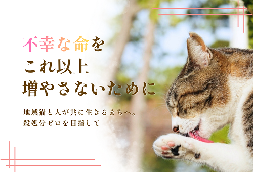 main_img