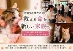 野良猫を増やさない。救える命を、新しい家族へ。