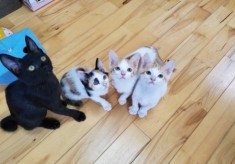 犬や猫の命を救うために、皆さんの力を貸してください！【福岡県犬猫飼養環境整備事業】