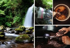 眠る空き家と農地を、未来へ。「湧水のまち」小林から、新しい産業を。 国産コーヒープロジェクト