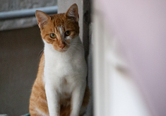 ちいさな命を救うために～「飼い主のいない猫を減らす活動」の支援をお願いします～2026