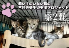 第二弾　飼い主のいない猫の不妊去勢手術支援プロジェクト