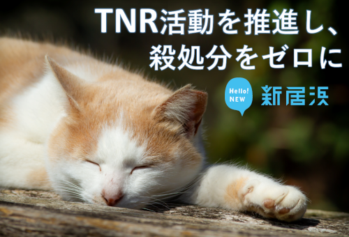 main_img