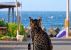 「生まれた命が愛される舞鶴に」 ~のら猫の不妊去勢手術で、悲しい連鎖を止めたい~