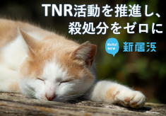 【第３弾】TNR活動を推進し、殺処分される猫をなくしたい！