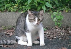 【猫の不妊・去勢手術】不幸な命を増やさないために