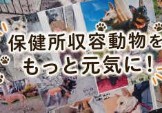 【第2弾】保健所収容動物をもっと元気に！もっと健康に！治療費、飼料費支援プロジェクト