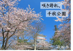 咲き誇れ！歴史ある千秋公園のさくらを蘇らせ、次世代へ引き継ぎたい。