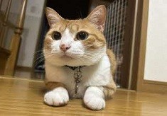 【第8弾】猫の命を守るTNRを推進し、人と動物が共存できるまちへ