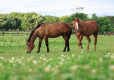 引退馬に輝くセカンドキャリアを。「馬と人の未来」応援プロジェクト