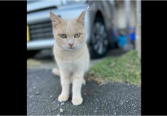 人と猫が共に生きられる高知県を目指して －地域猫活動で築く、人と猫が共に幸せな未来－