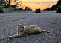 【第９弾】みんなの力で守れる猫の命がある　人と猫が共生できるまちを目指して　「TNR活動応援プロジェクト」もう不幸な猫を増やさない！