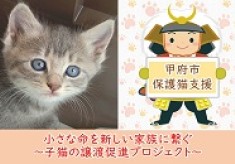 【第3弾】小さな命を新しい家族に繋ぐ　子猫の譲渡促進プロジェクト