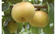 神川町はおいしい梨の季節です◎期間限定受付開始