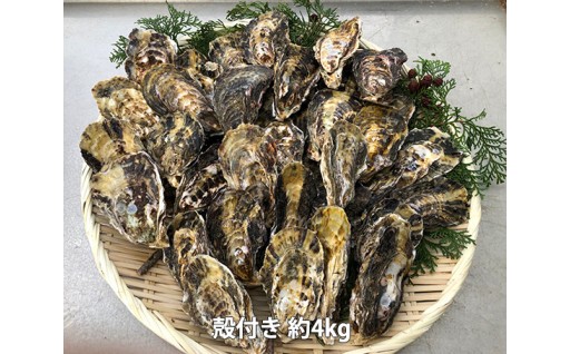 【季節限定】姫路産の牡蠣をご紹介！