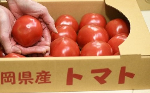 掛川で育てた「規格外・訳あり」完熟・桃太郎トマト