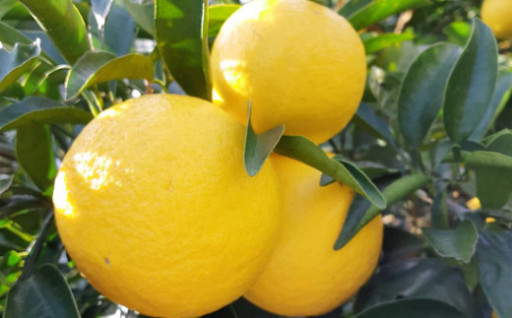 小松さんこだわり！さわやか柑橘「小夏４ｋｇ」