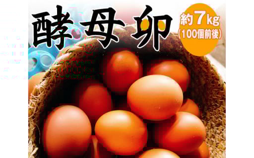 酵母卵　約7kg（100個前後）