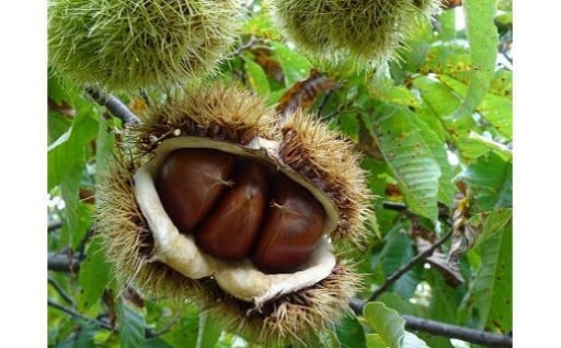 茨城県笠間市のふるさと納税 最新情報一覧【ふるさとチョイス】 12ページ目