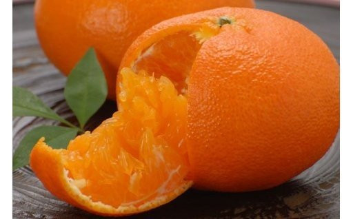 11月１日より全て柑橘類の受付開始！