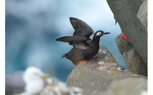 世界有数の海鳥繁殖地　北海道天売島の海鳥を守る！
