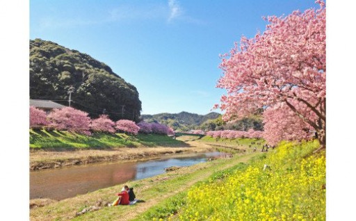 静岡県南伊豆町「みなみの桜と菜の花まつり」