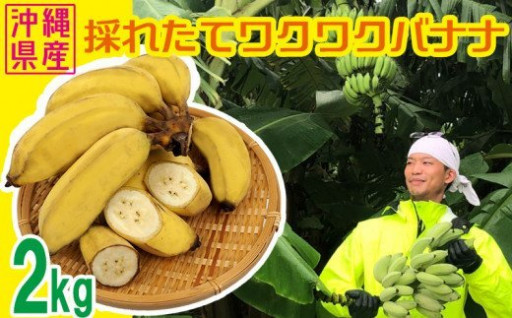 【沖縄県産バナナ】採れたてワクワクバナナ　2kg