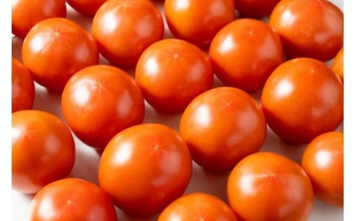トマト栽培歴50年以上の農家が作る美味しいトマト