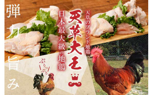 日本最大級の幻の地鶏『天草大王』特集！！