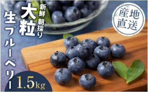 ＜生産者直送＞新鮮朝取り　大粒生ブルーベリー 1.5kg
