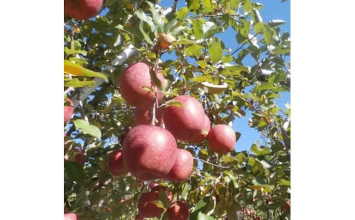 大人気のJA信州うえだ「りんご」の受付開始！