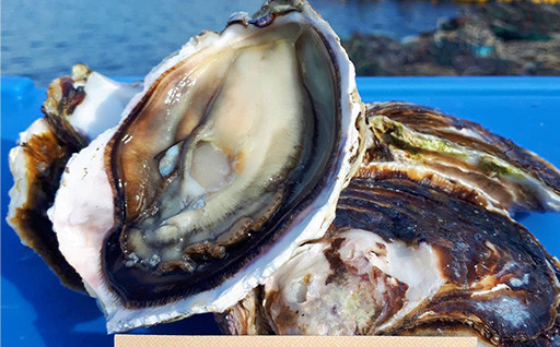 【期間限定】北海道奥尻産 岩牡蠣 10個 約1.5kg