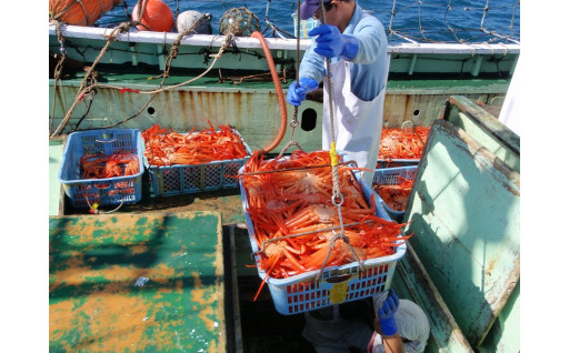 富山湾のベニズワイガニ漁が解禁しました！