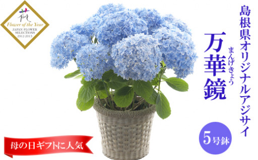 島根県と島根のアジサイ農家が生み出した華麗な紫陽花「万華鏡」が、新規お礼品として登場しました！