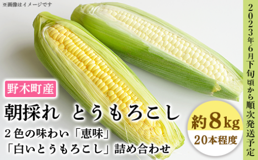 朝採れ!とうもろこし 黄白詰合せ🌽